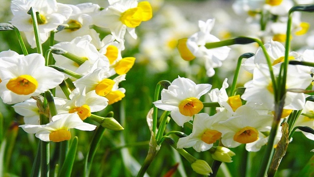 水仙花能養(yǎng)在家里嗎