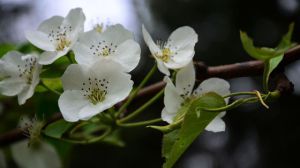 梨樹什么時候開花