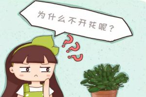 梔子君子蘭……3年不開花？不做這1點(diǎn)，別想開花！