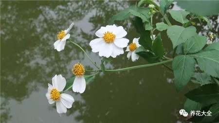 白花鬼針草