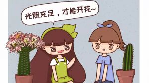 他家的仙人球開花100朵，你家的還在裝死？到底為啥？