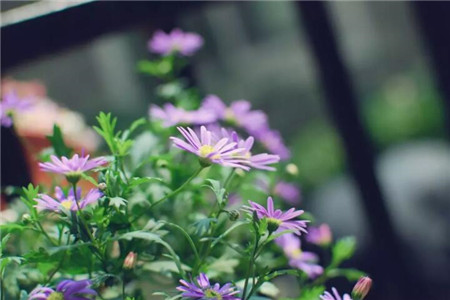 好看的花