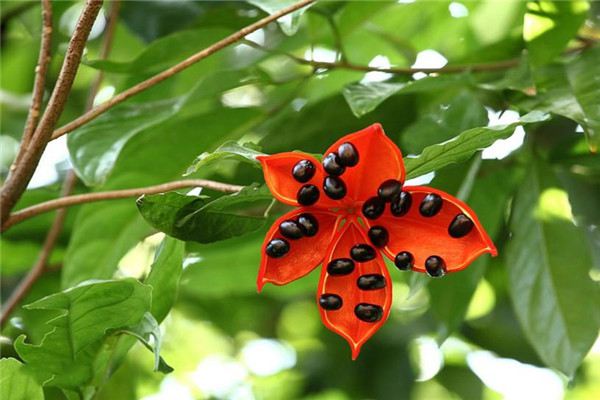 蘋婆什么時(shí)候開(kāi)花