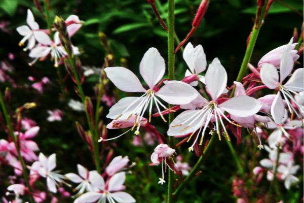 千鳥(niǎo)花的養(yǎng)殖方法和注意事項(xiàng)