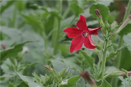 花煙草開花欣賞