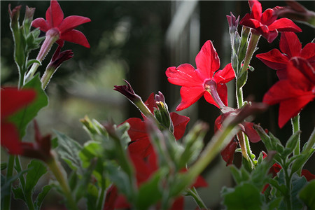 花煙草開花欣賞