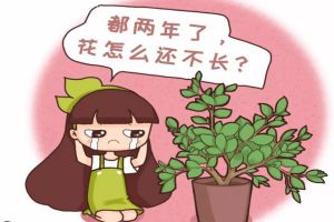 多肉君子蘭…長太慢？隨手撒點它，立馬瘋長爆盆！