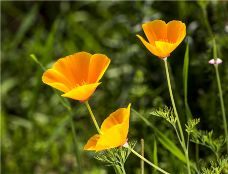 花菱草的花語(yǔ)