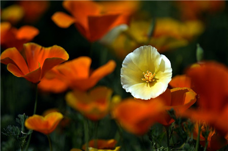 花菱草開(kāi)花欣賞