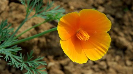 花菱草開(kāi)花欣賞