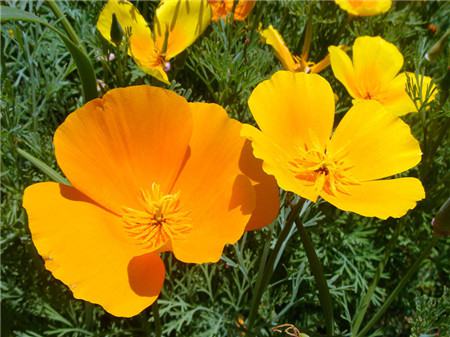 花菱草開(kāi)花欣賞