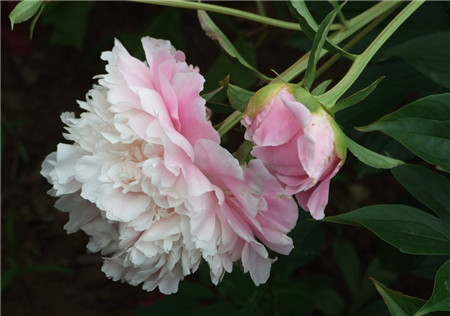 芍藥花開花