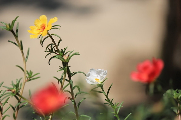 半枝蓮什么時(shí)候播種和開(kāi)花