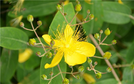 金絲梅什么時(shí)候開(kāi)花