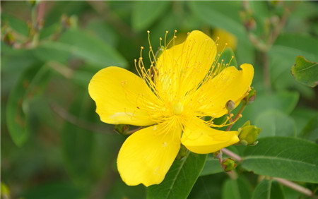 金絲梅開(kāi)花圖片欣賞