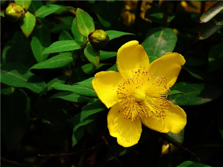 金絲梅開(kāi)花圖片欣賞