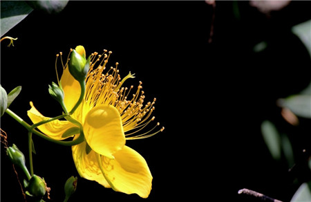 金絲梅開(kāi)花圖片欣賞