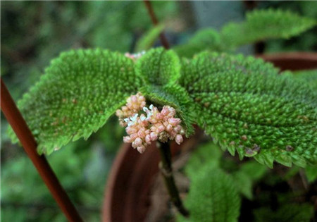 冷水花會開花嗎