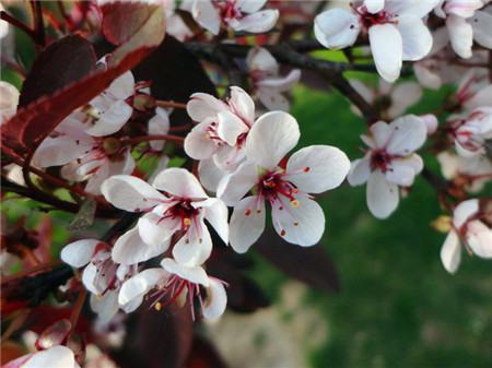 紫葉矮櫻開(kāi)花形態(tài)