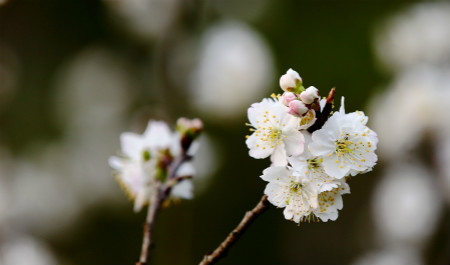 櫻桃花