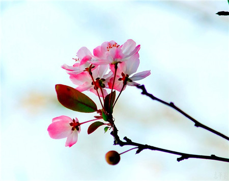 西府海棠開花圖片欣賞