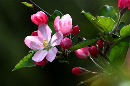 西府海棠開花圖片欣賞