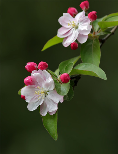 西府海棠開花圖片欣賞