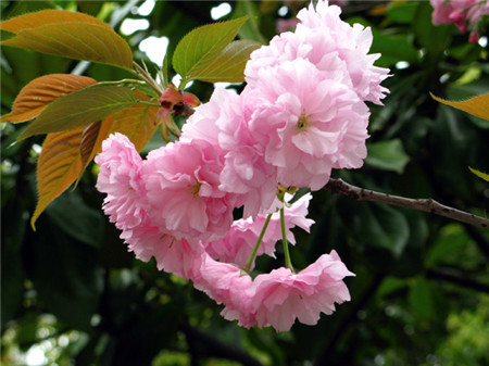 日本晚櫻開花圖片欣賞