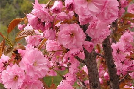 日本晚櫻開花圖片欣賞