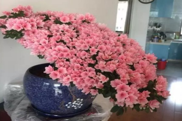 100年的杜鵑開花千朵，15年的三角梅8層樓高，咋養(yǎng)的？