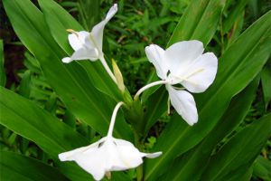 姜花什么時(shí)候開花