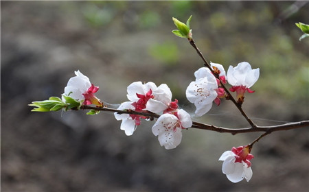 二月花神