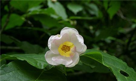 夏臘梅開花圖片欣賞