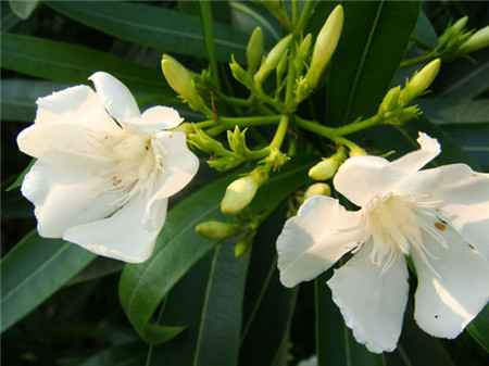 夾竹桃開花圖片欣賞