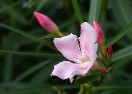 夾竹桃開花圖片欣賞