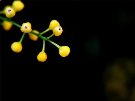 米蘭花開(kāi)花圖片欣賞