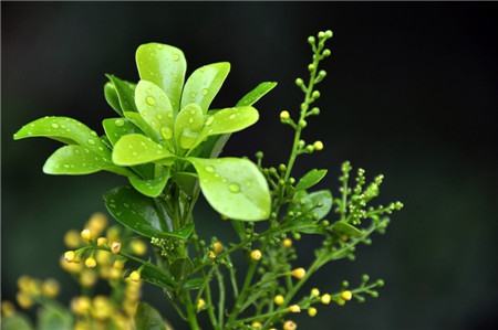 米蘭花開(kāi)花圖片欣賞