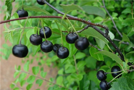 冬青樹(shù)圖片