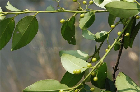 冬青樹(shù)圖片