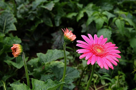 常見的菊花種類