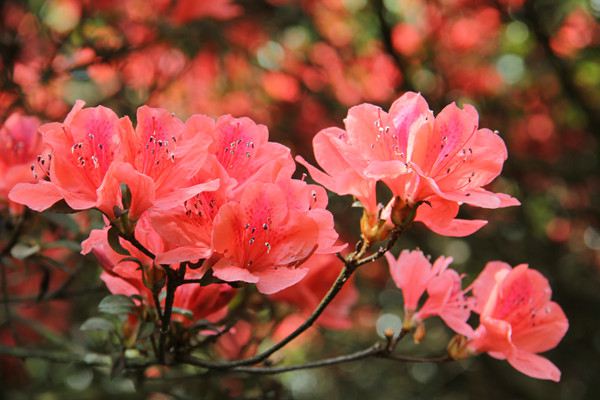 只有養(yǎng)過這些花，你才能成為養(yǎng)花大神