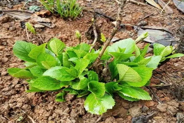 室內(nèi)繡球這么養(yǎng)，剪個(gè)枝種十盆，一分錢不花！