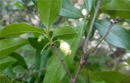 金彈子什么時(shí)候開花