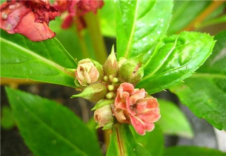 茶花鳳仙開(kāi)花圖片欣賞