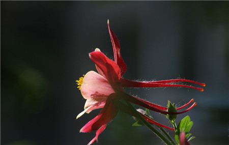 耬斗菜開花圖片欣賞