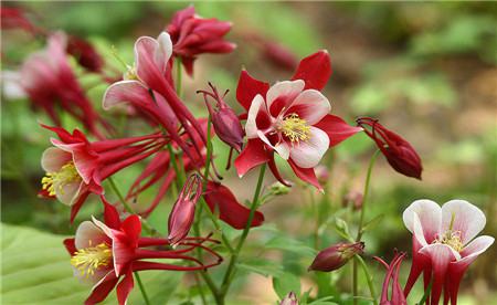 耬斗菜開花圖片欣賞