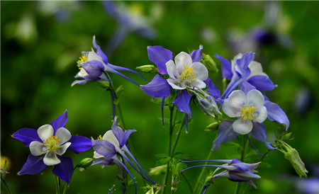 耬斗菜開花圖片欣賞