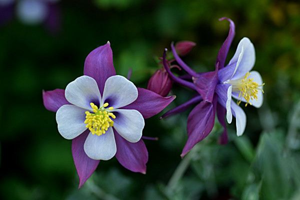 耬斗菜什么時(shí)候開花