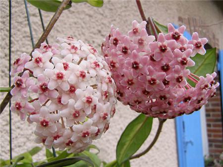 球蘭開花圖片