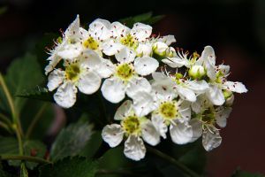 山楂什么時(shí)候開(kāi)花結(jié)果